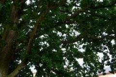 DSE_0299_3065